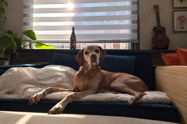 Pip op de bank tijdens dag- en nachtopvang bij Maui